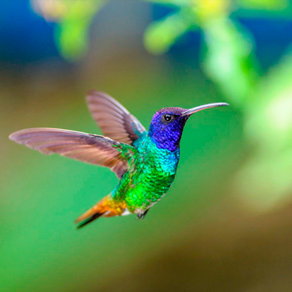 colibri_maya.png